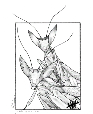 Mantis 'Cats'